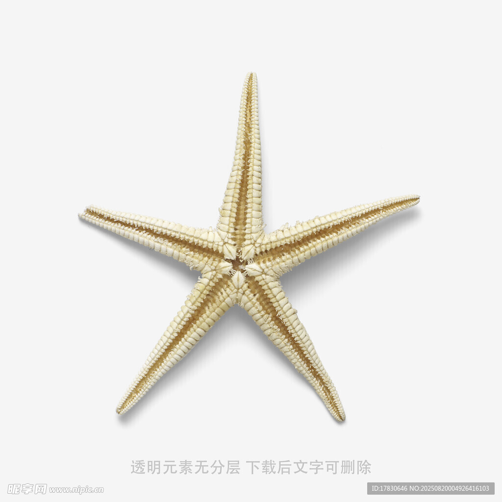 金色海星饰品