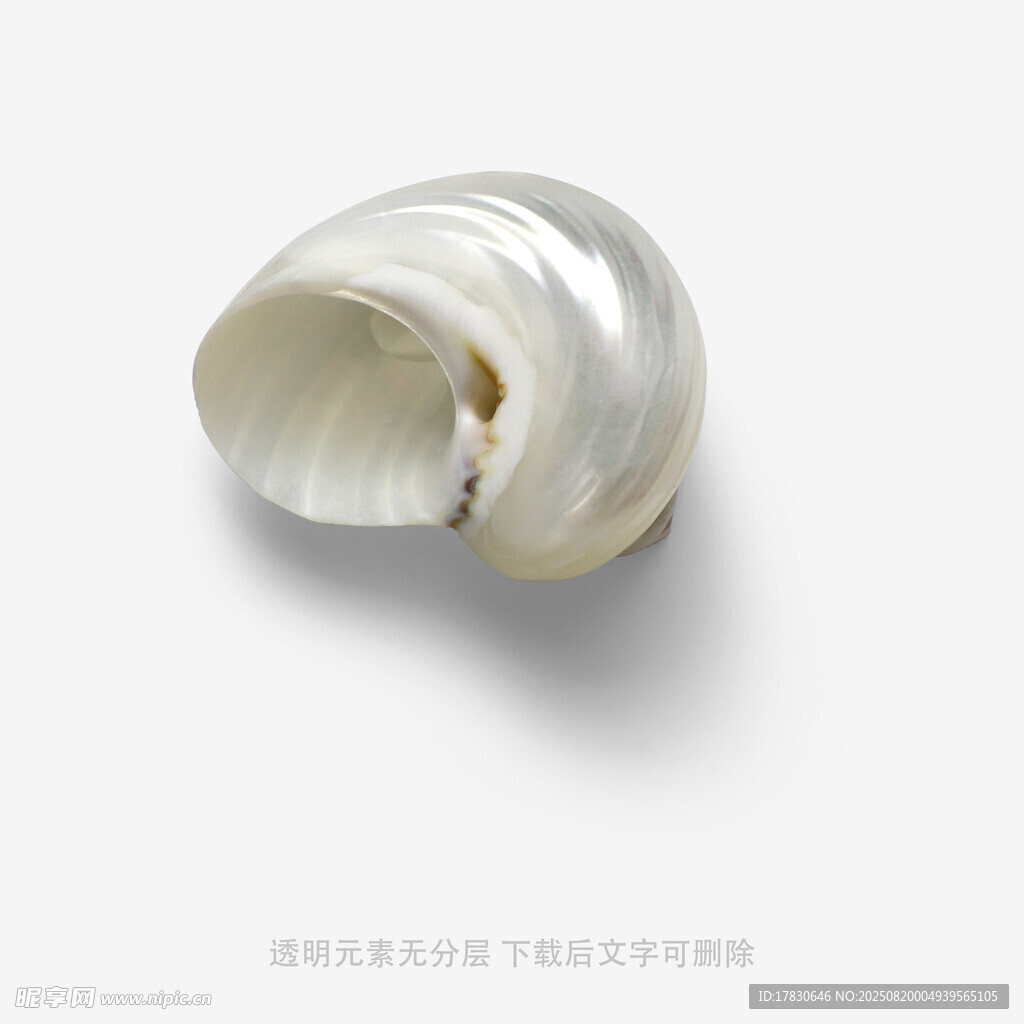白色海螺特写