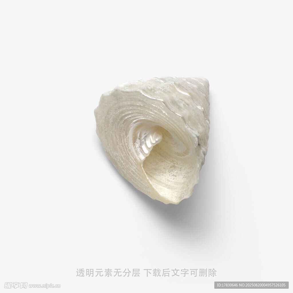 白色海螺特写
