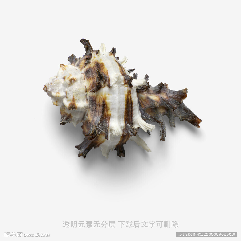 独特海螺标本展示