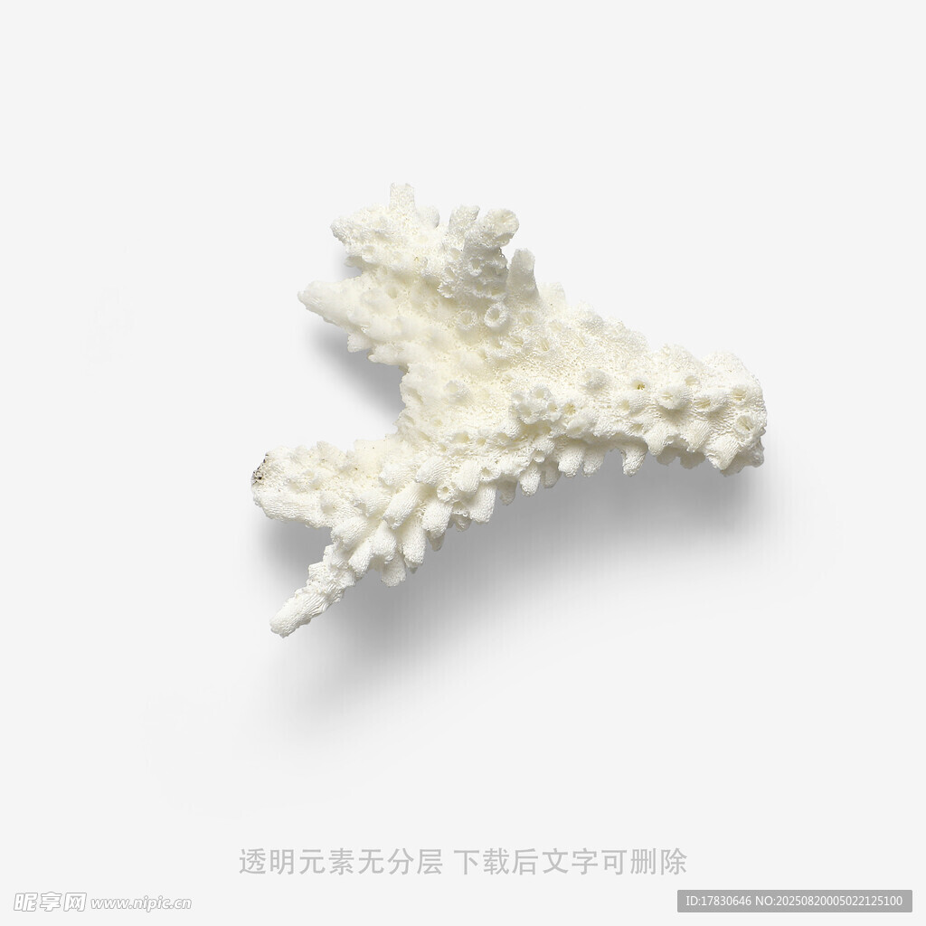白色珊瑚摆件
