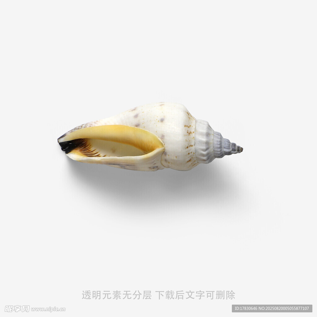 白色海螺特写