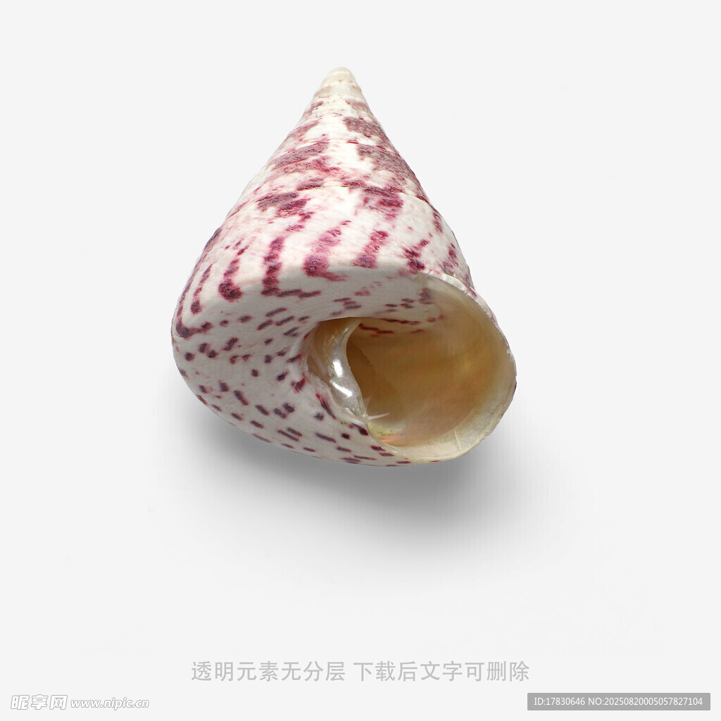 粉色花纹海螺特写