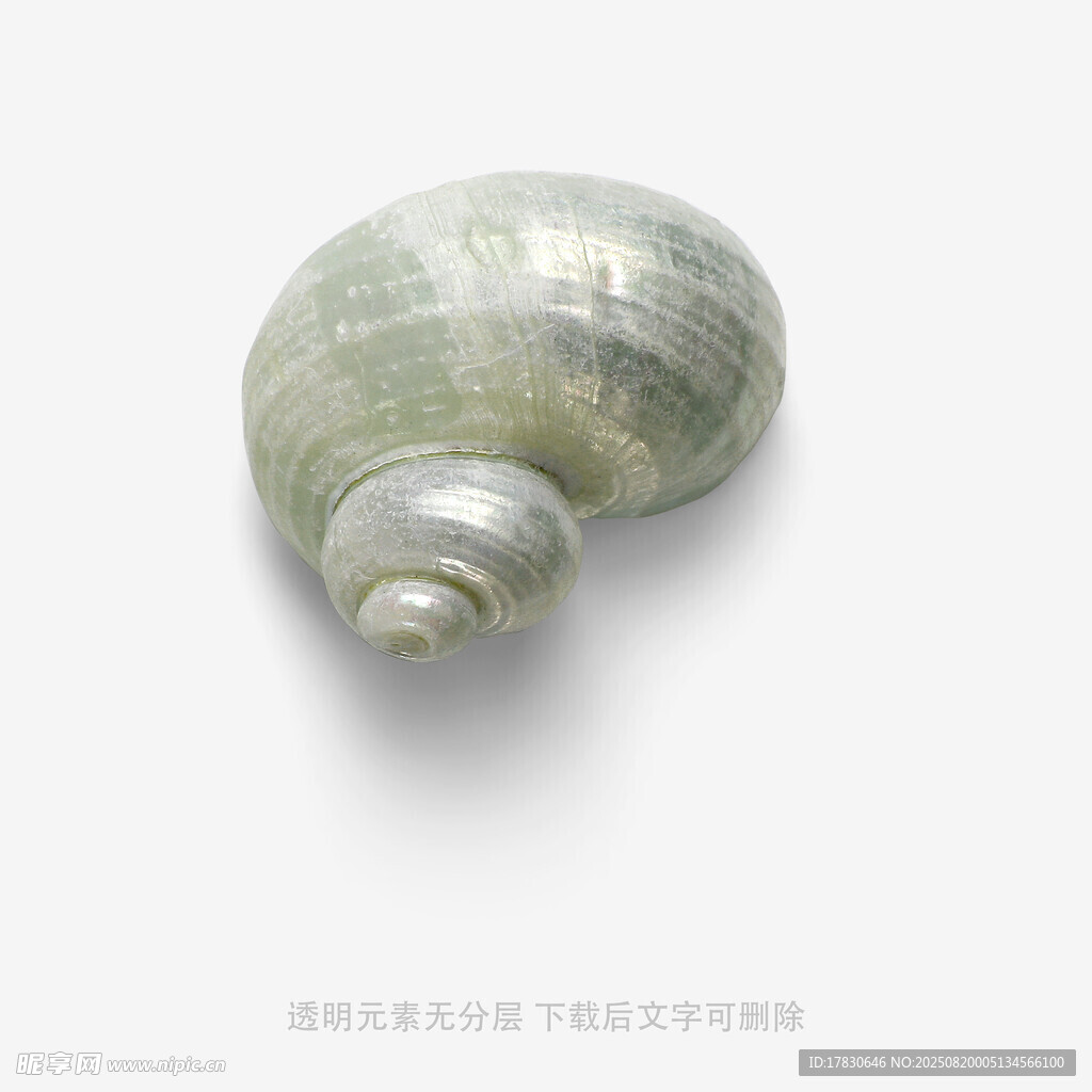 浅绿色螺旋贝壳特写