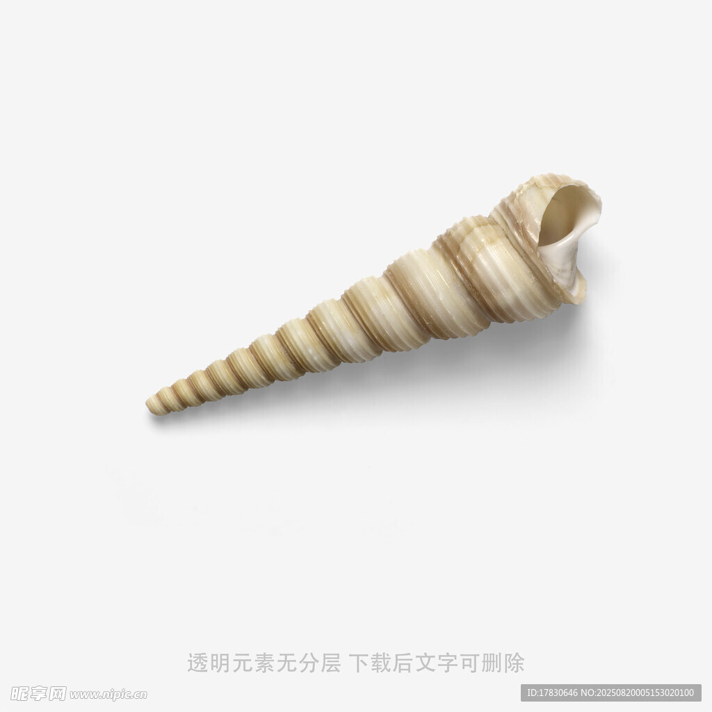 锥形海螺特写