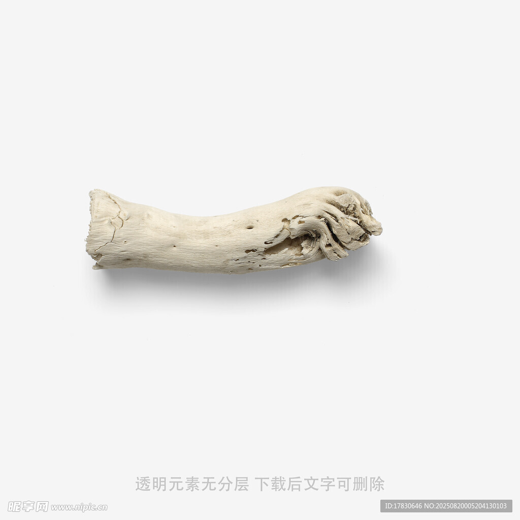 人类手部骨骼标本特写