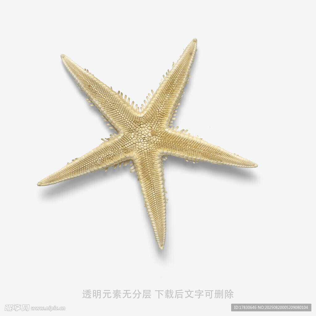 金色海星特写
