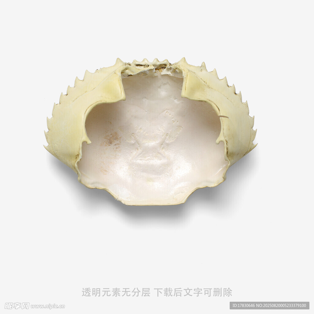 精美贝壳特写