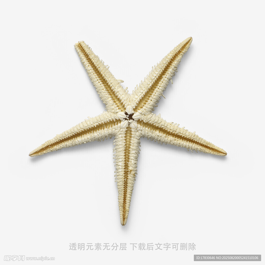 金色海星摆件