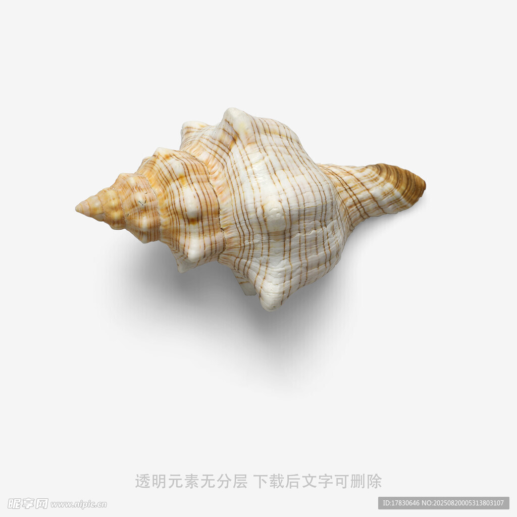 单枚精致海螺特写