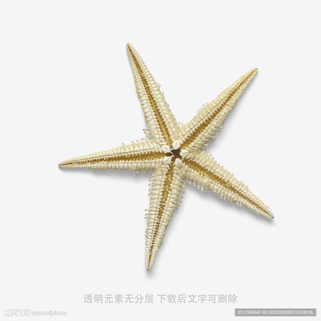 金色海星特写