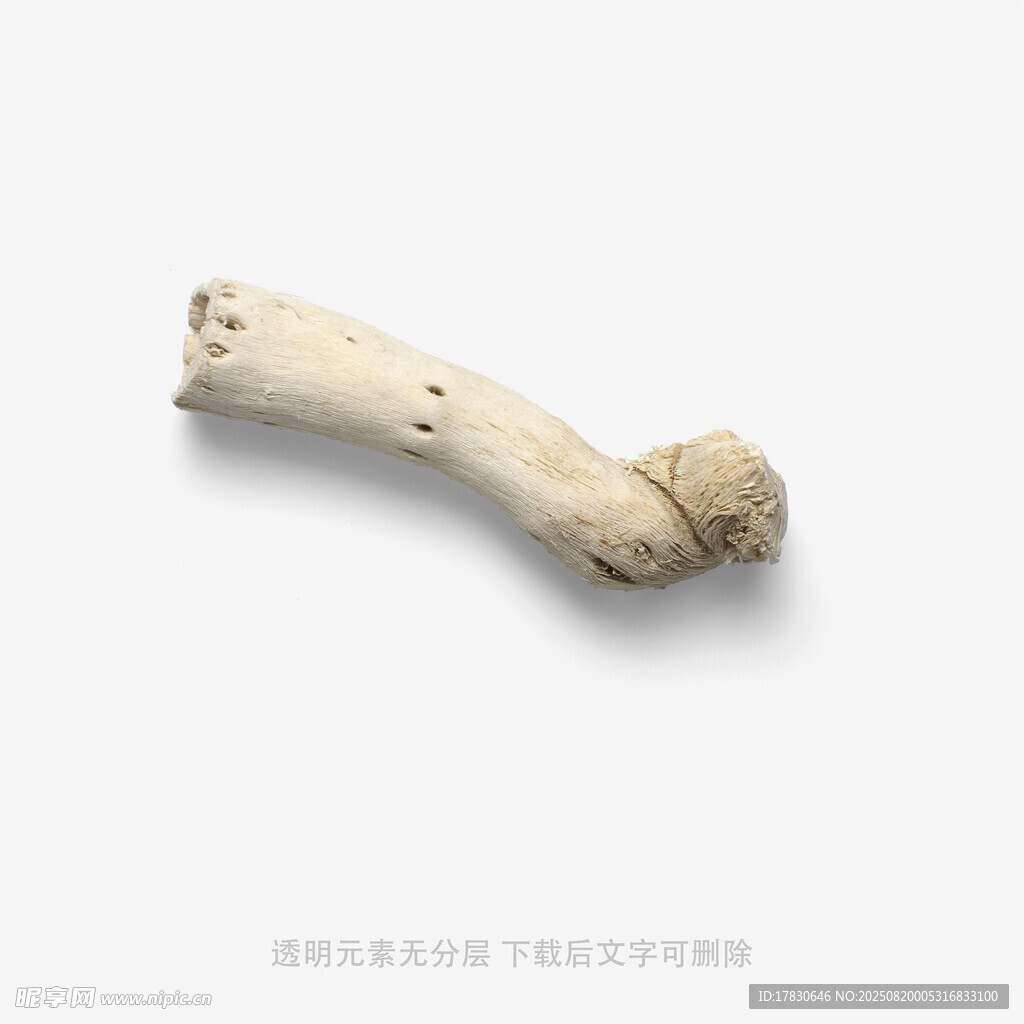 弯曲的骨头标本