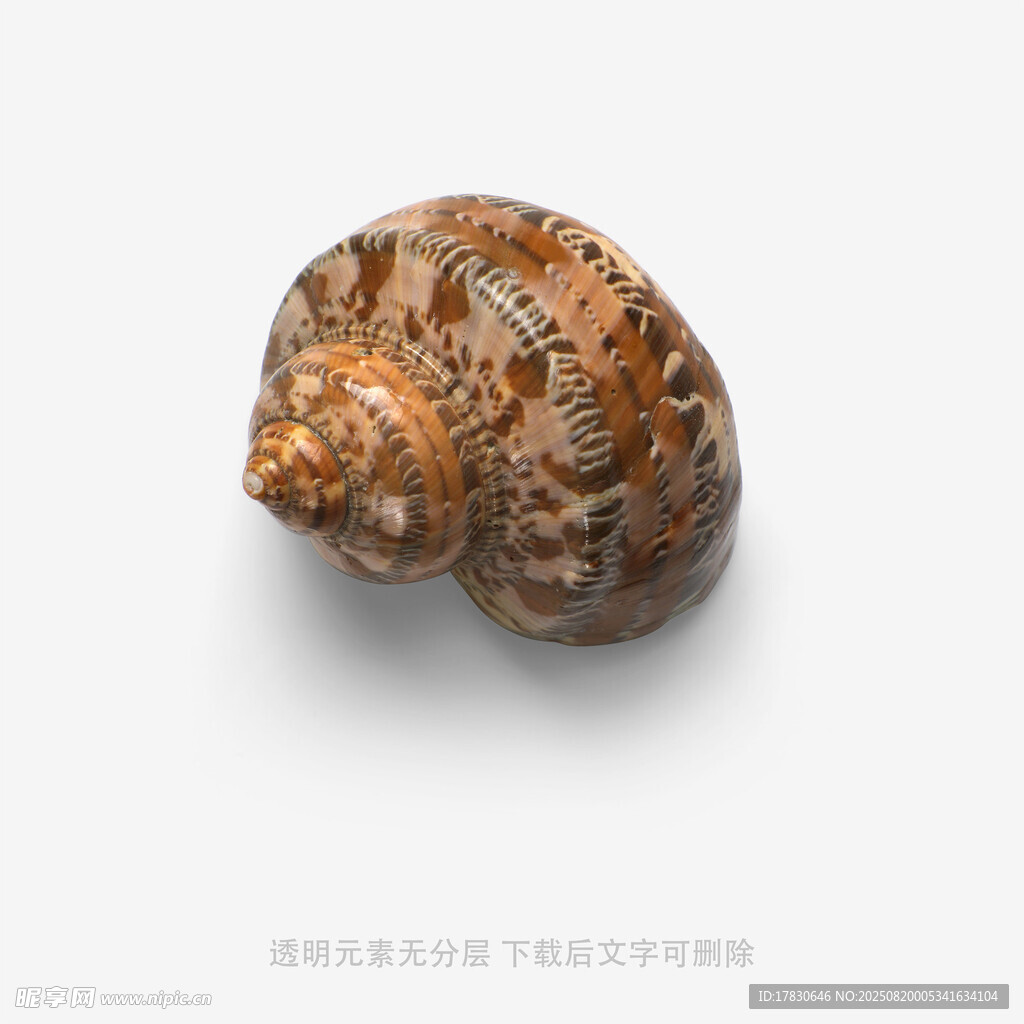 棕色花纹海螺特写