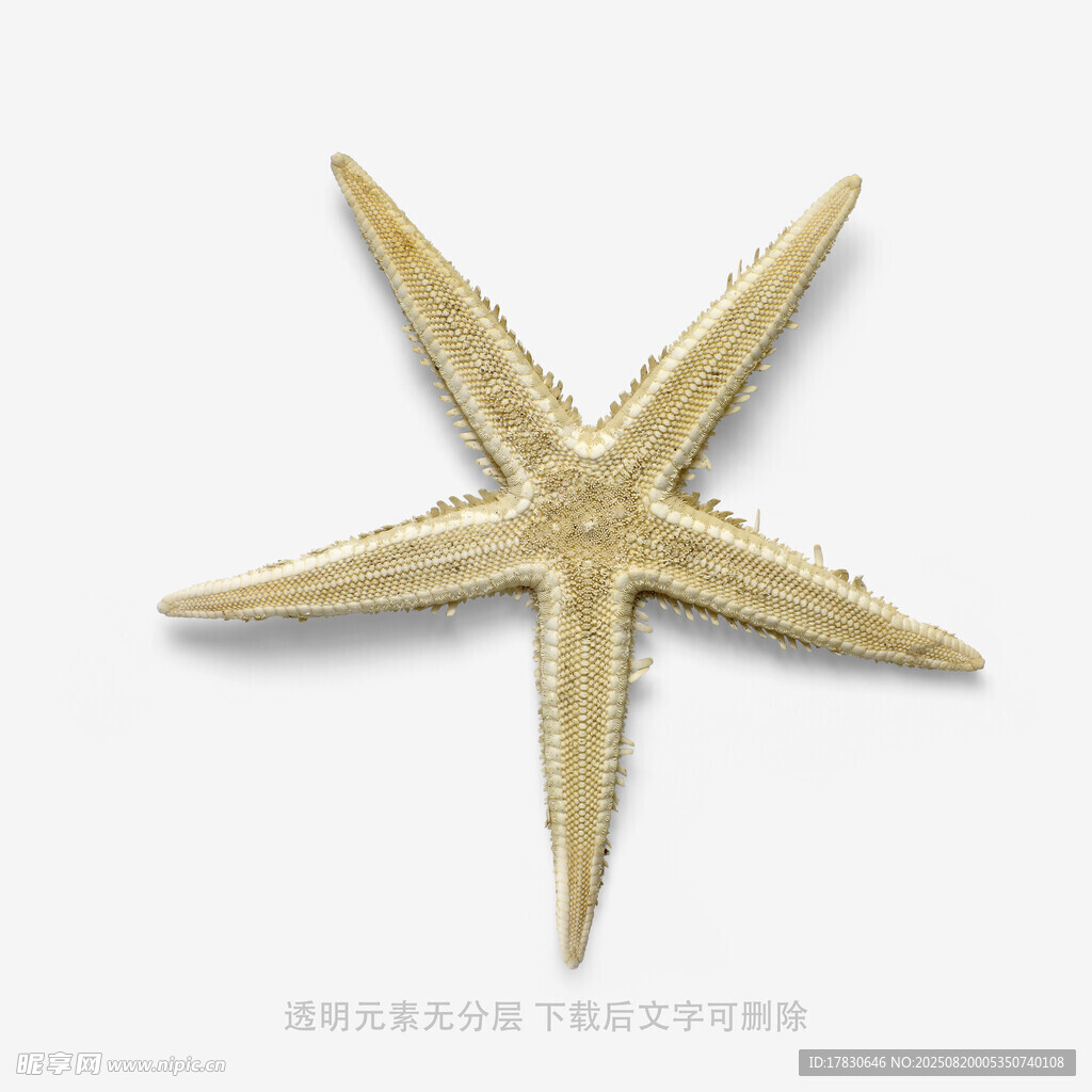 金色海星特写