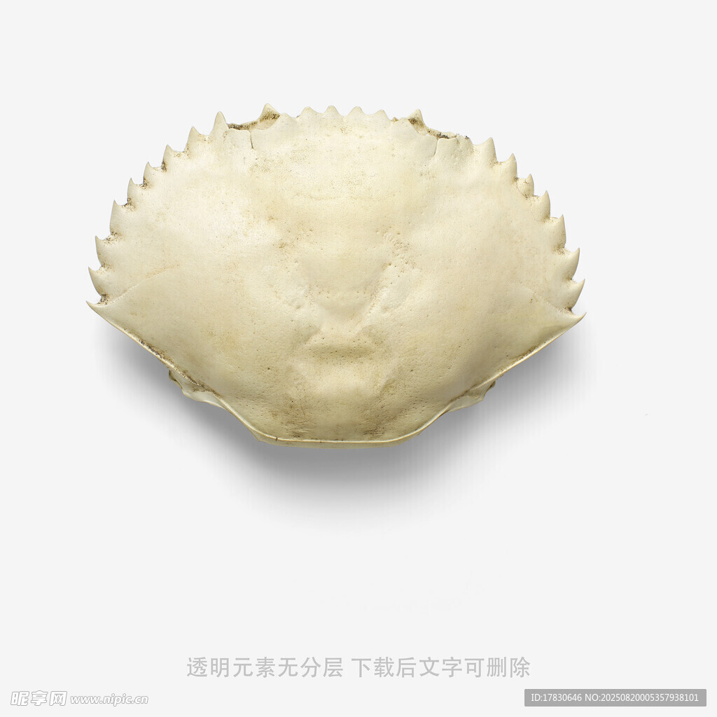 白色扇贝贝壳特写