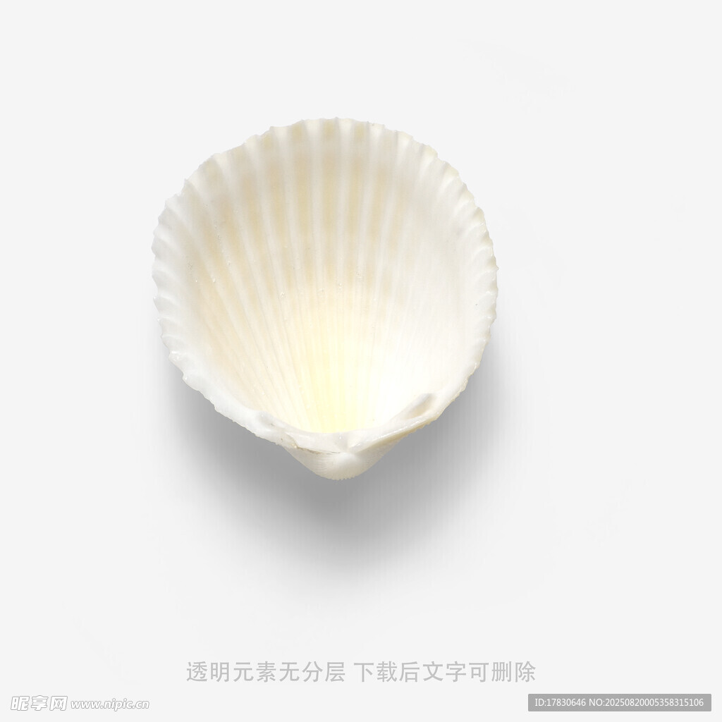 白色贝壳特写