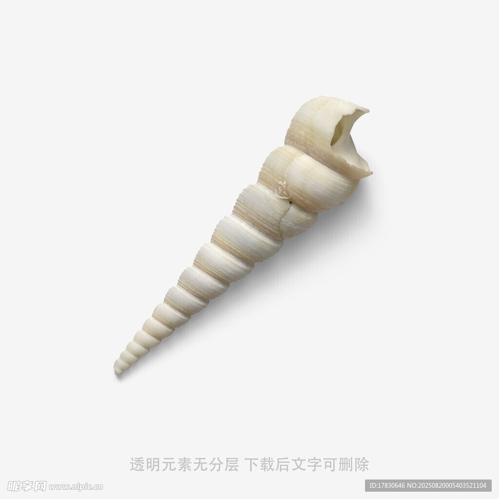 螺旋海螺特写