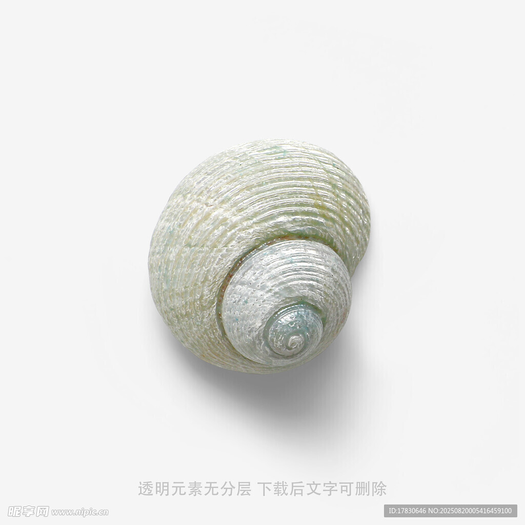 精致海螺特写