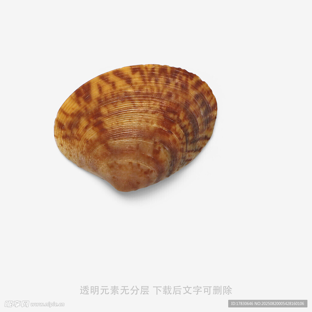 椭圆形木质物件特写