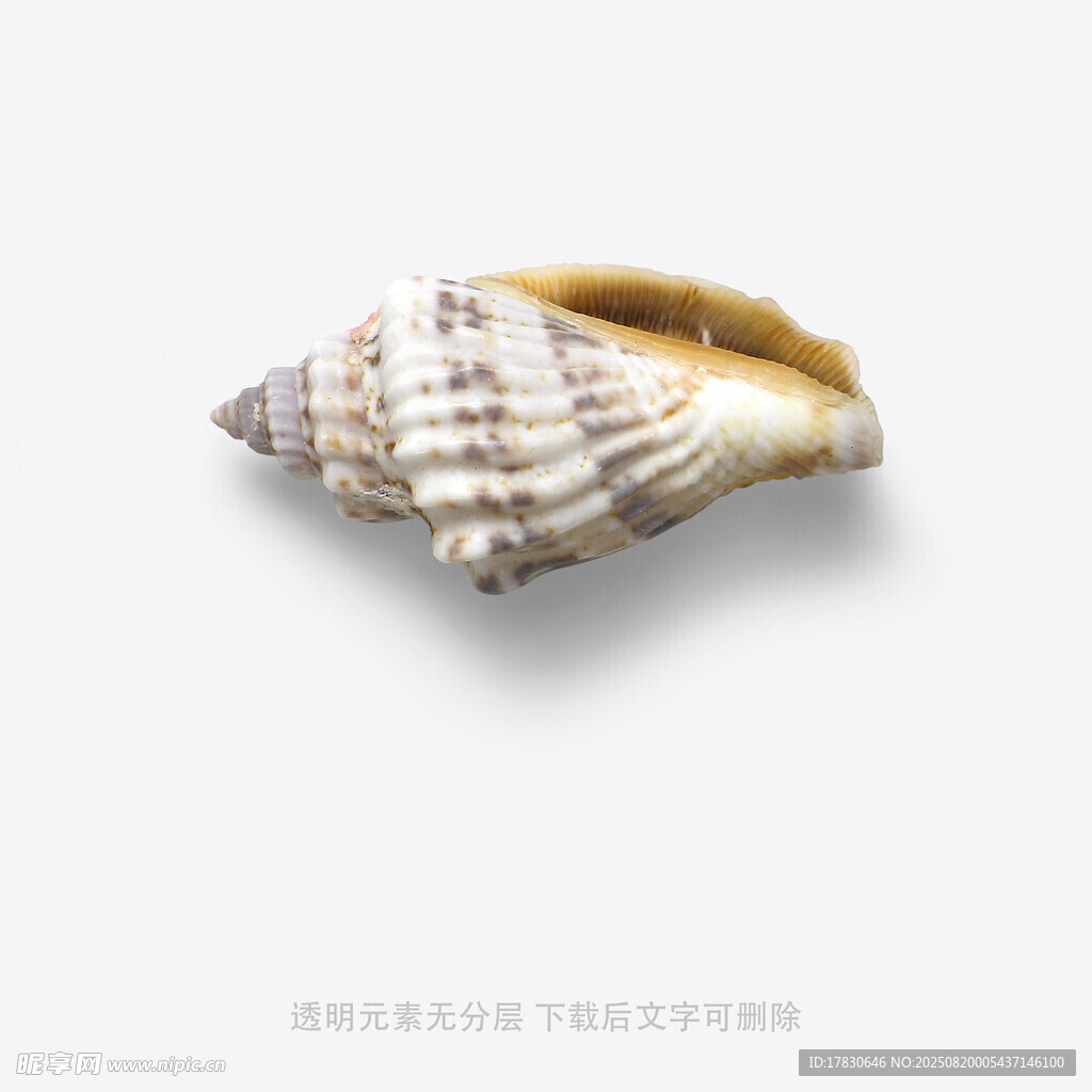 精致海螺特写
