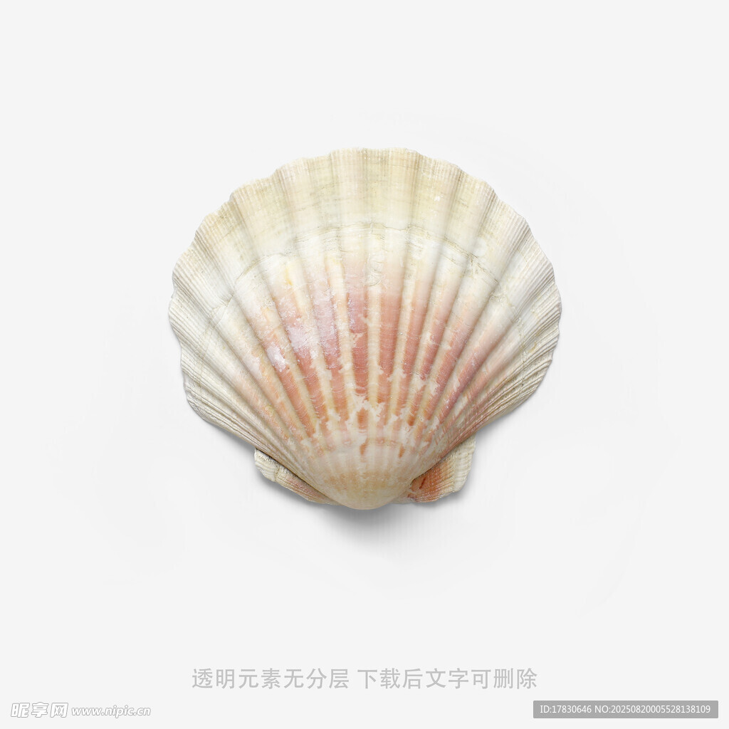 精美扇贝贝壳特写