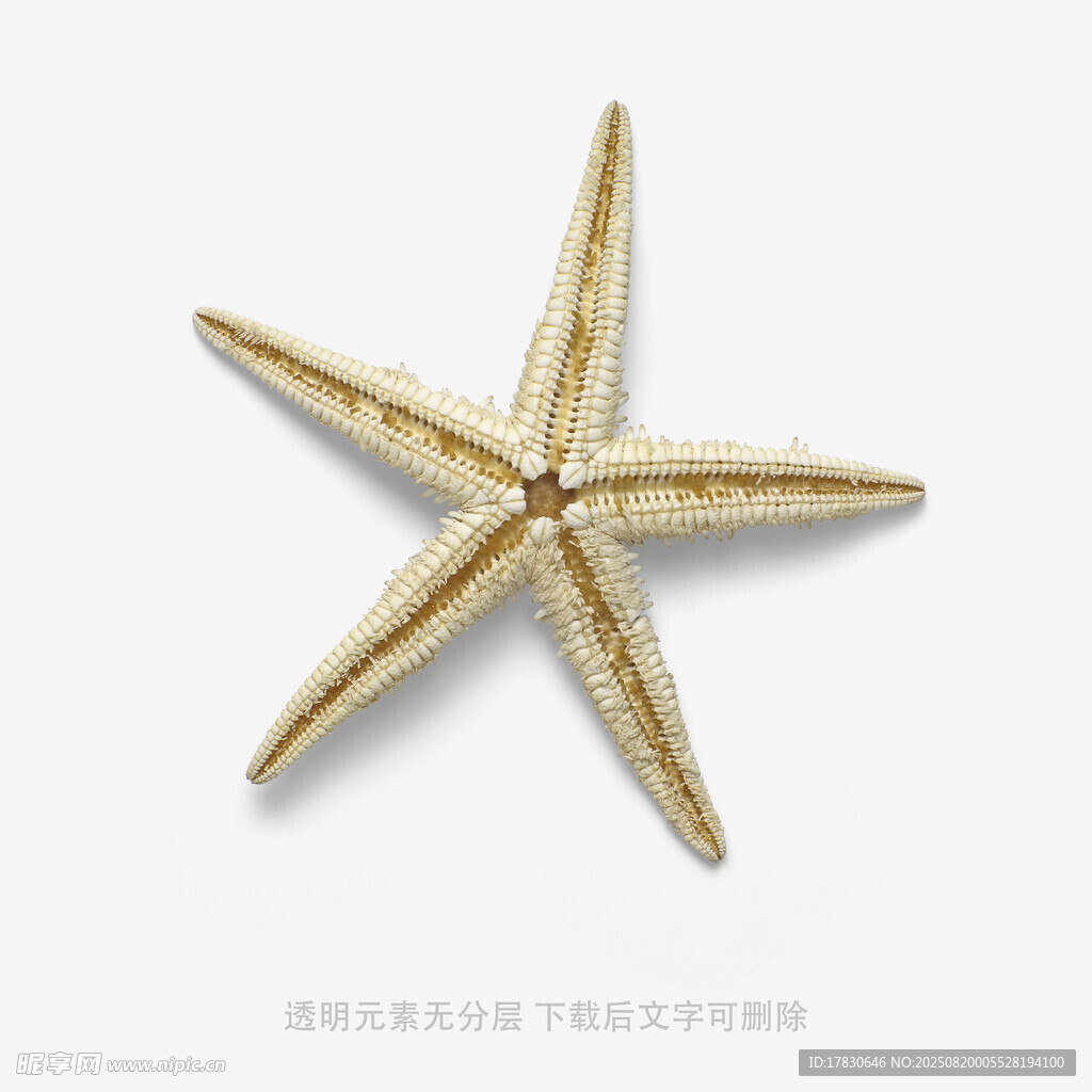 金色海星饰品