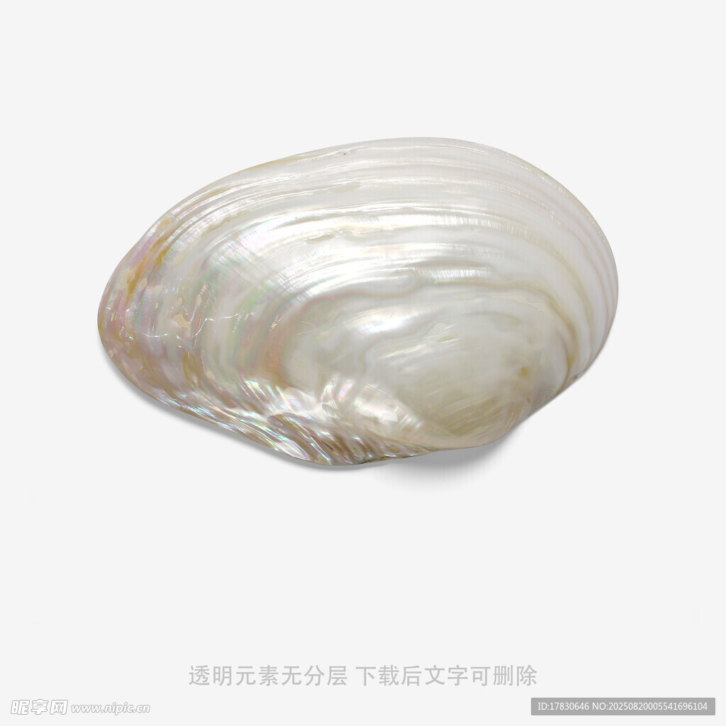 光泽迷人的天然贝壳