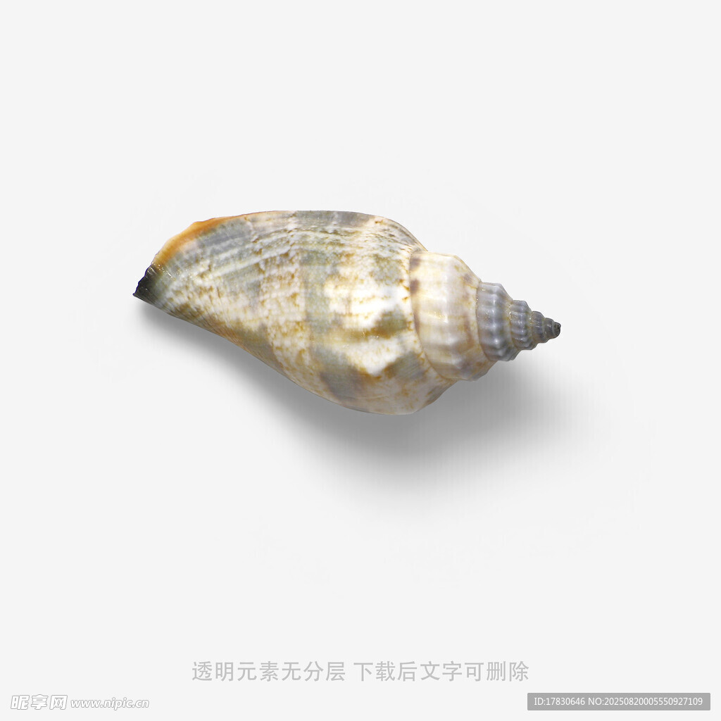 精致海螺特写
