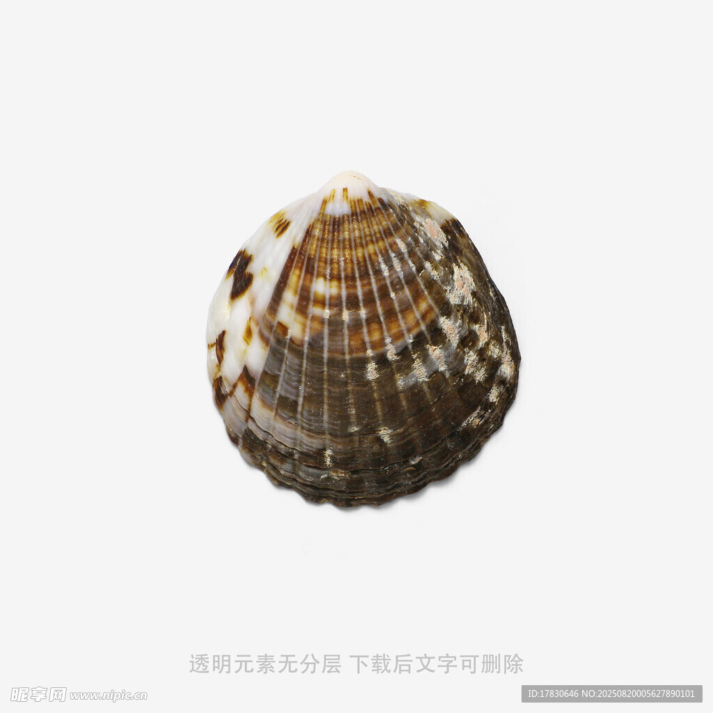独特花纹贝壳特写
