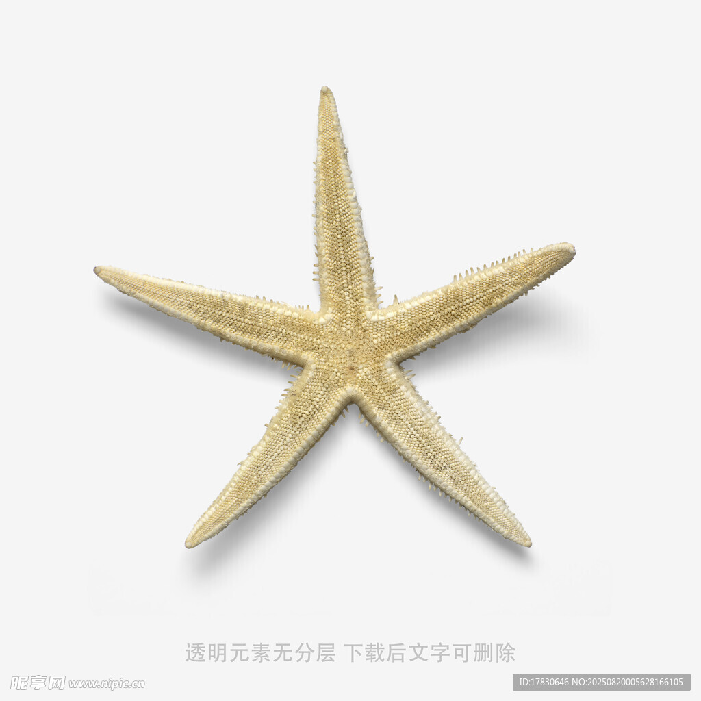 金色海星特写