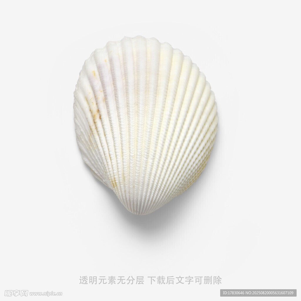 白色扇贝贝壳特写