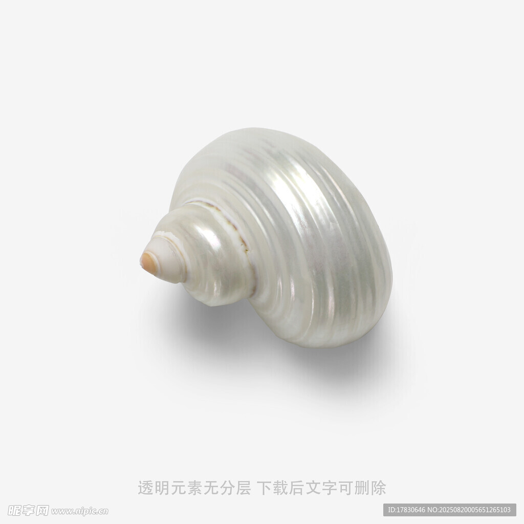 白色螺旋贝壳特写