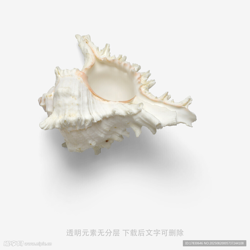 精致白色海螺特写
