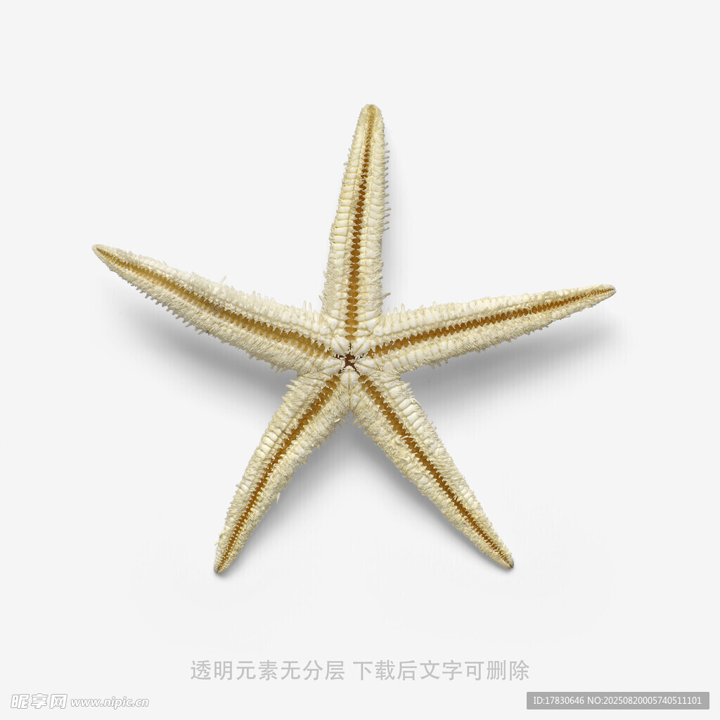 金色海星饰品展示