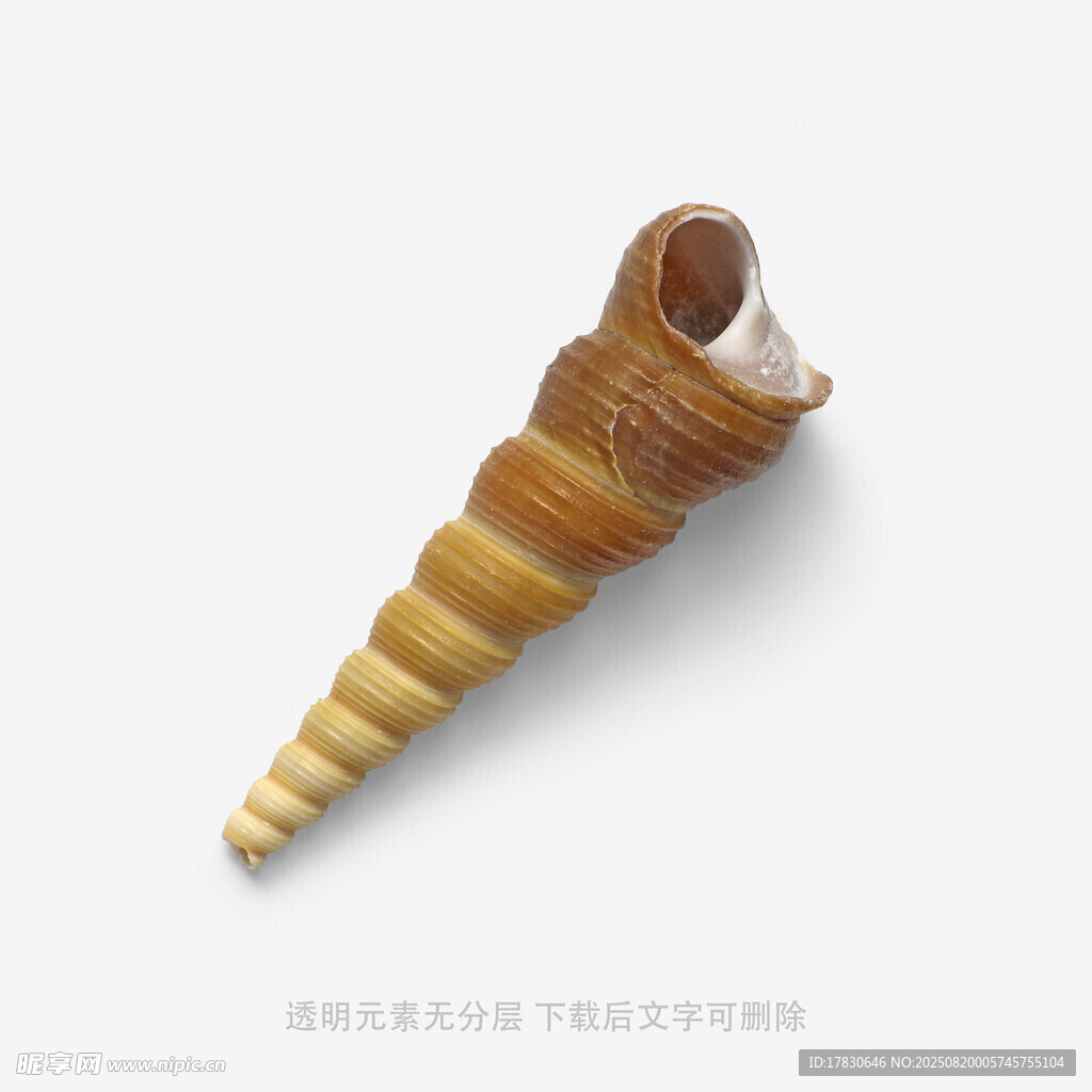 螺旋海螺特写