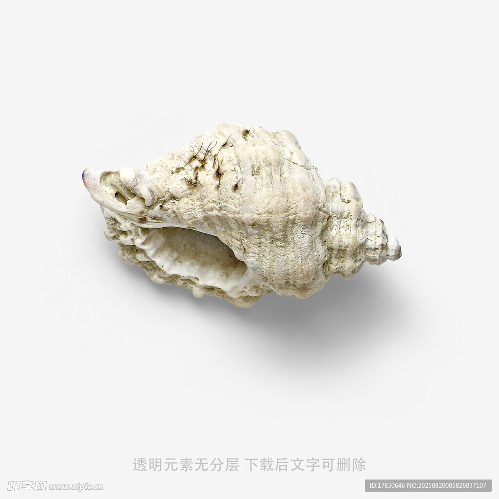独特海螺标本