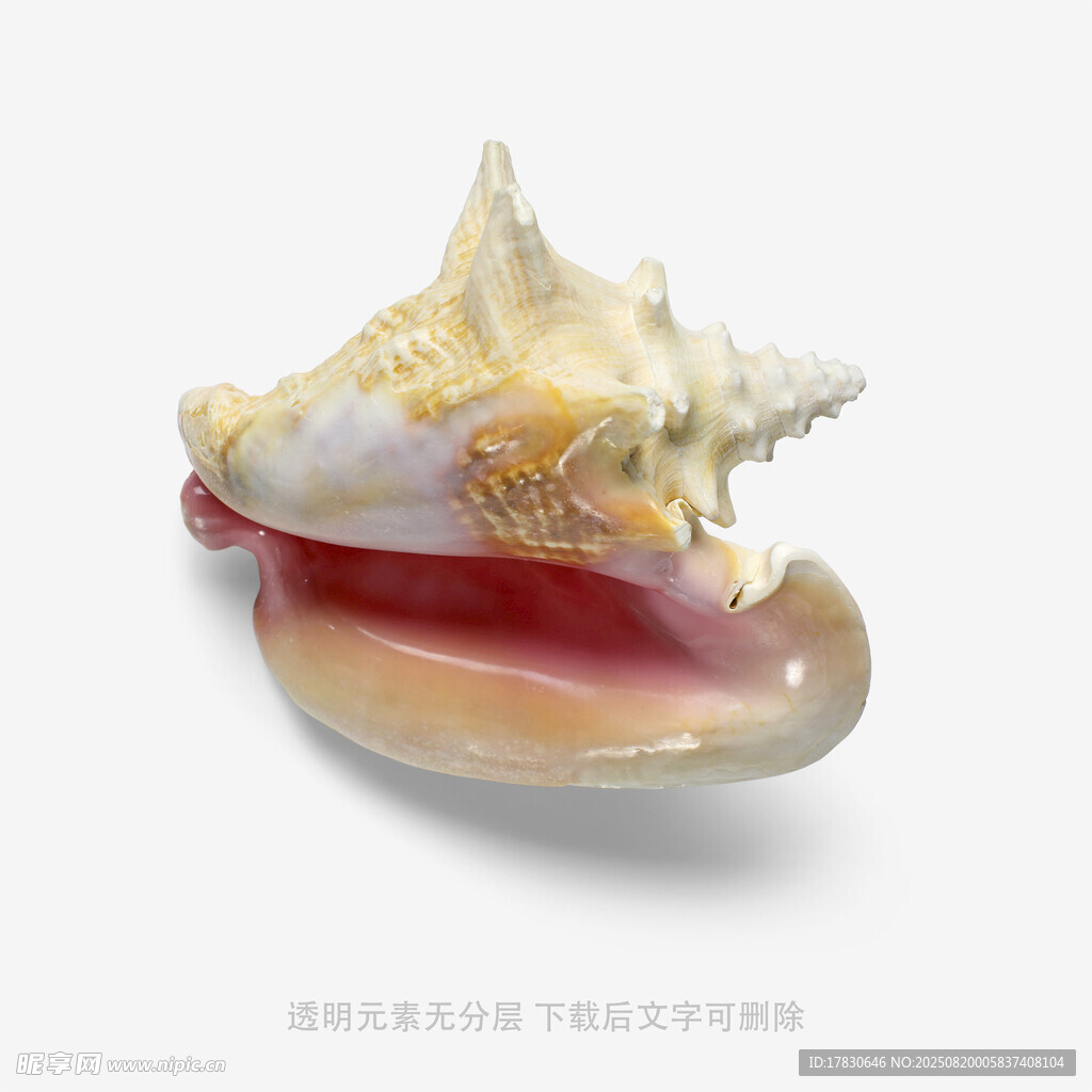 精美海螺特写