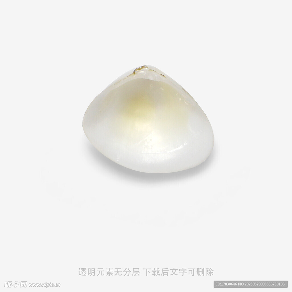 白色贝壳特写