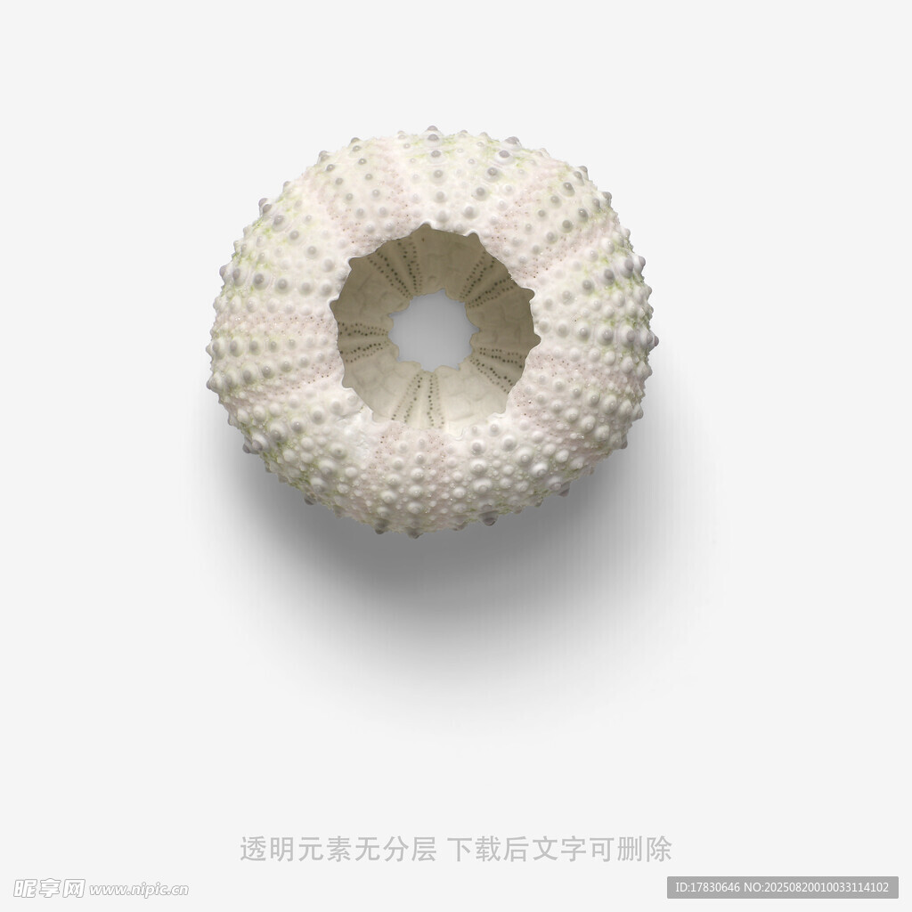 白色海胆标本特写