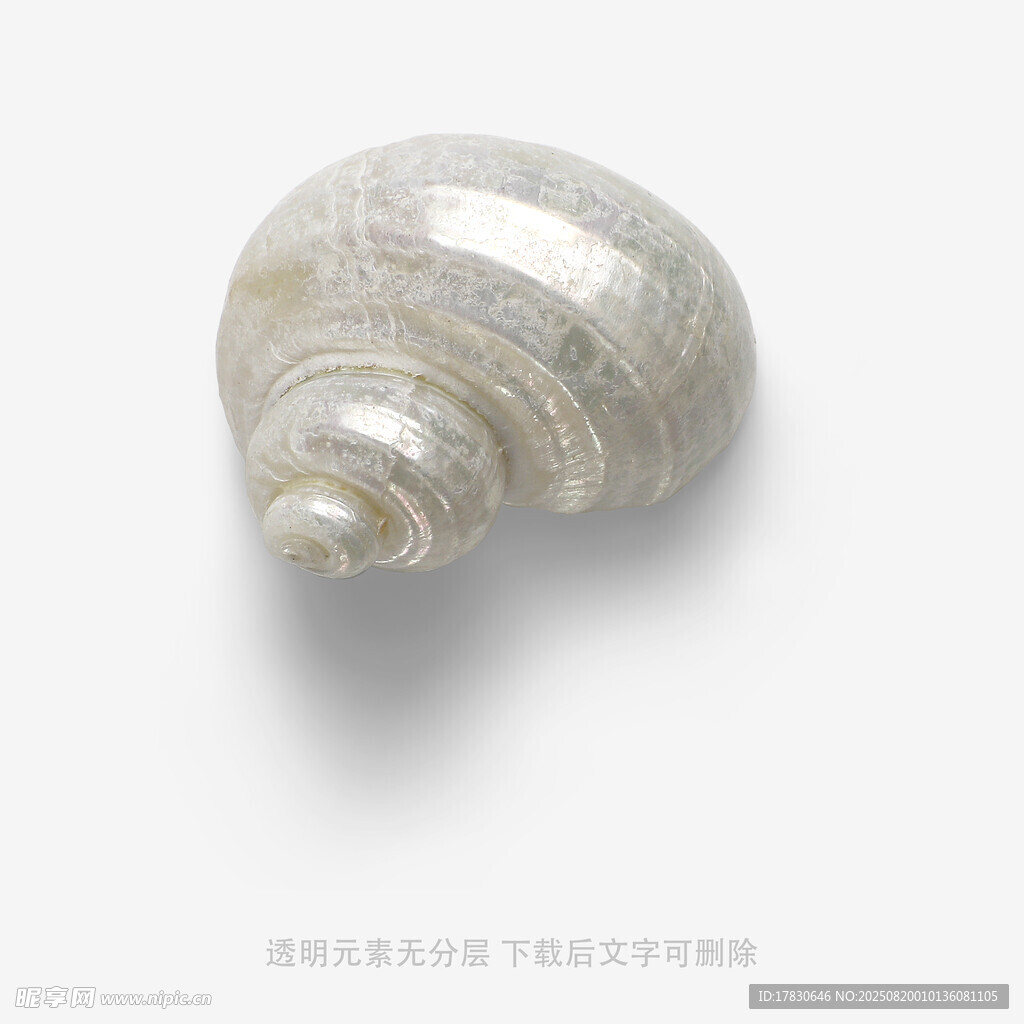 精致海螺特写