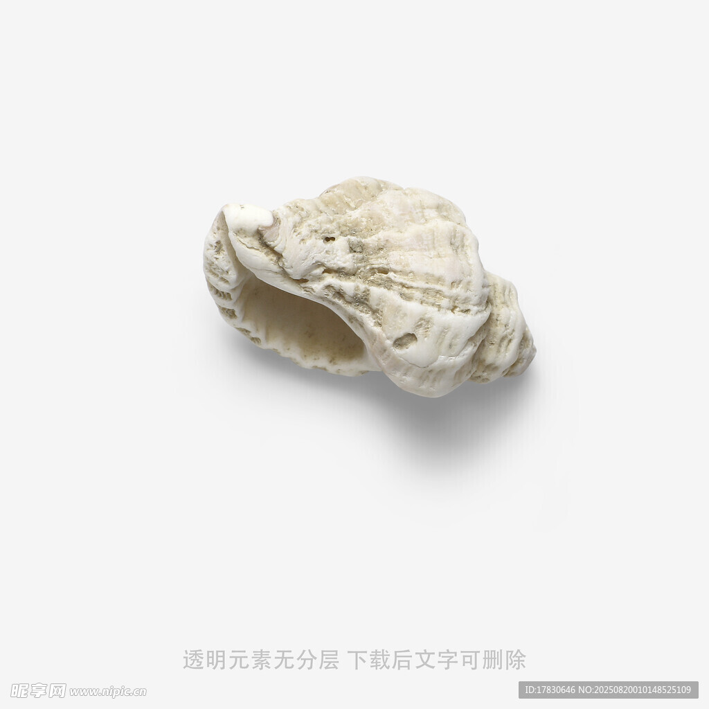 白色海螺特写