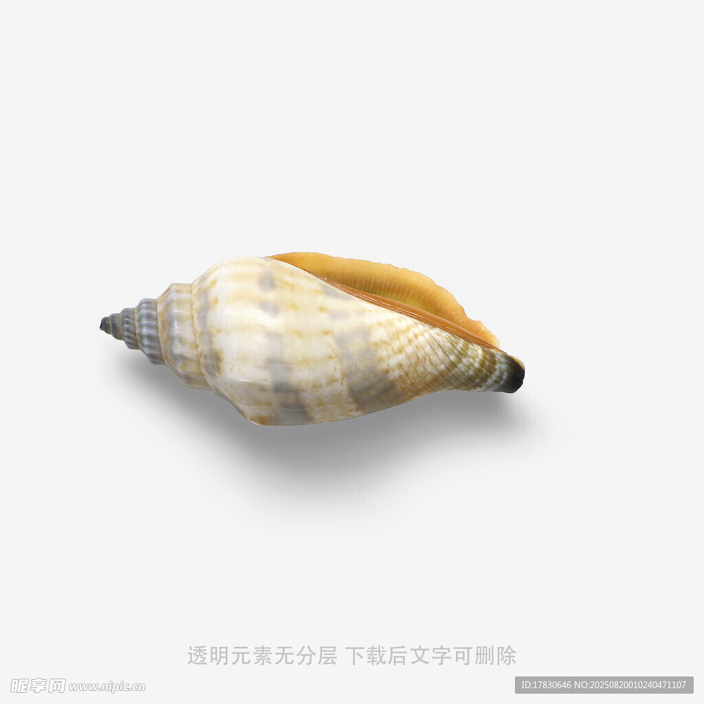 独特海螺特写
