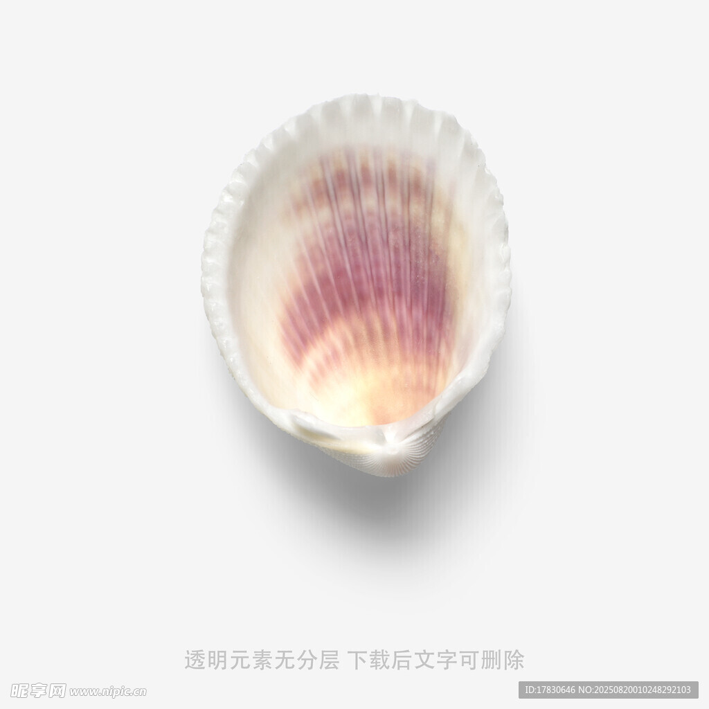 精致贝壳特写