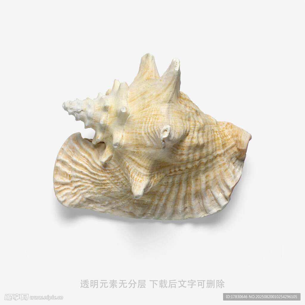 独特海螺造型标本