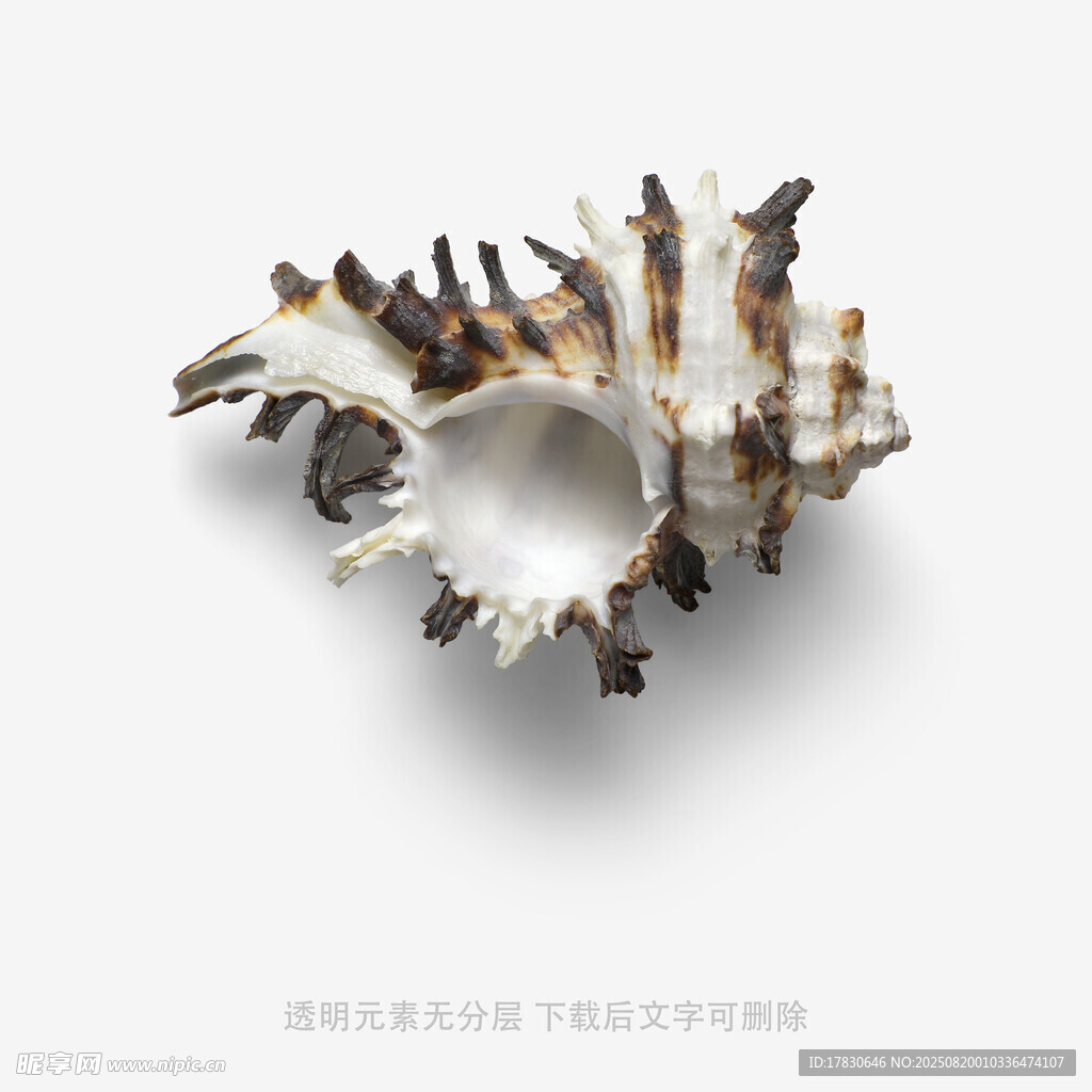 独特造型的精美海螺