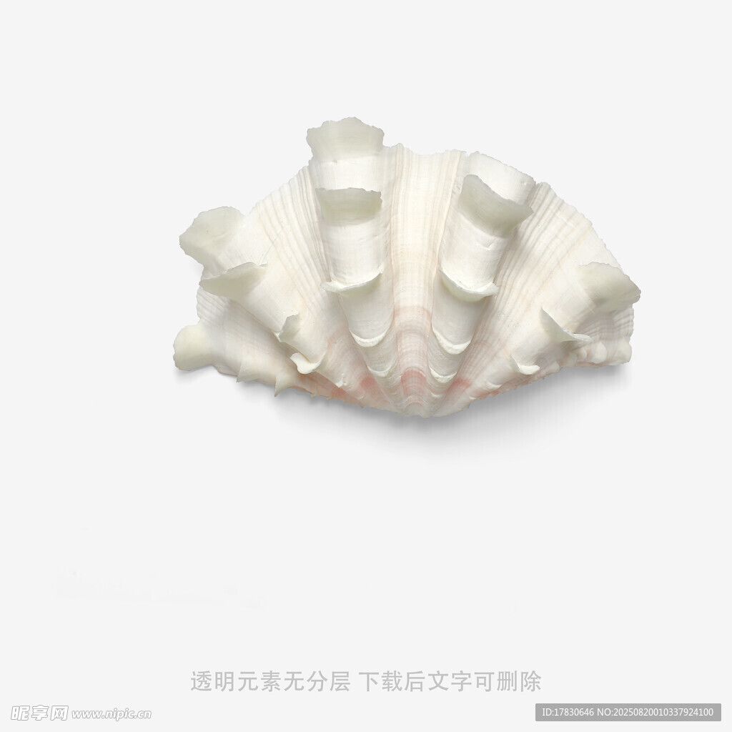 独特造型的精美白色贝壳