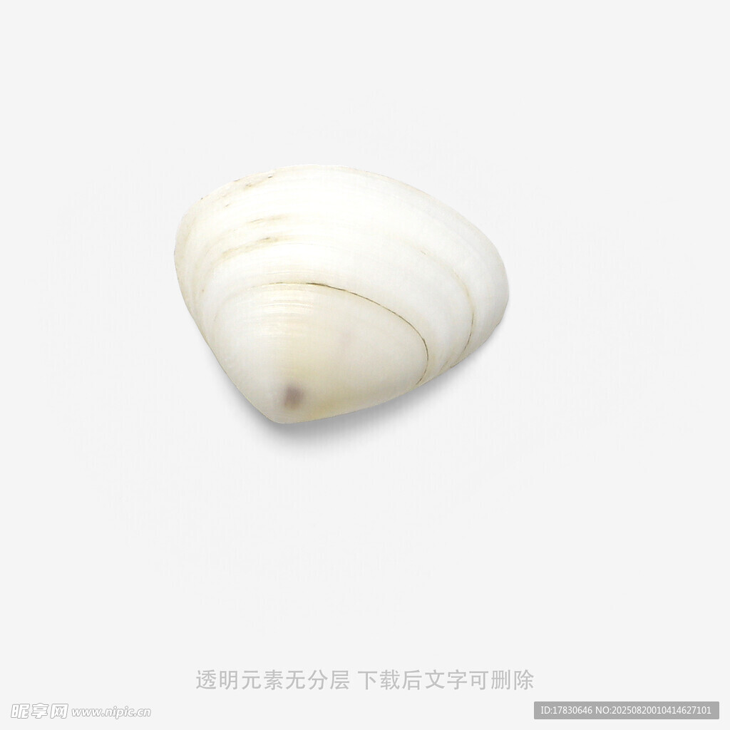 白色贝壳特写