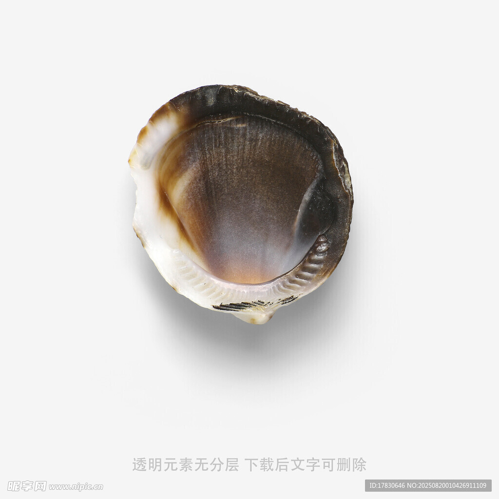 单个贝壳特写