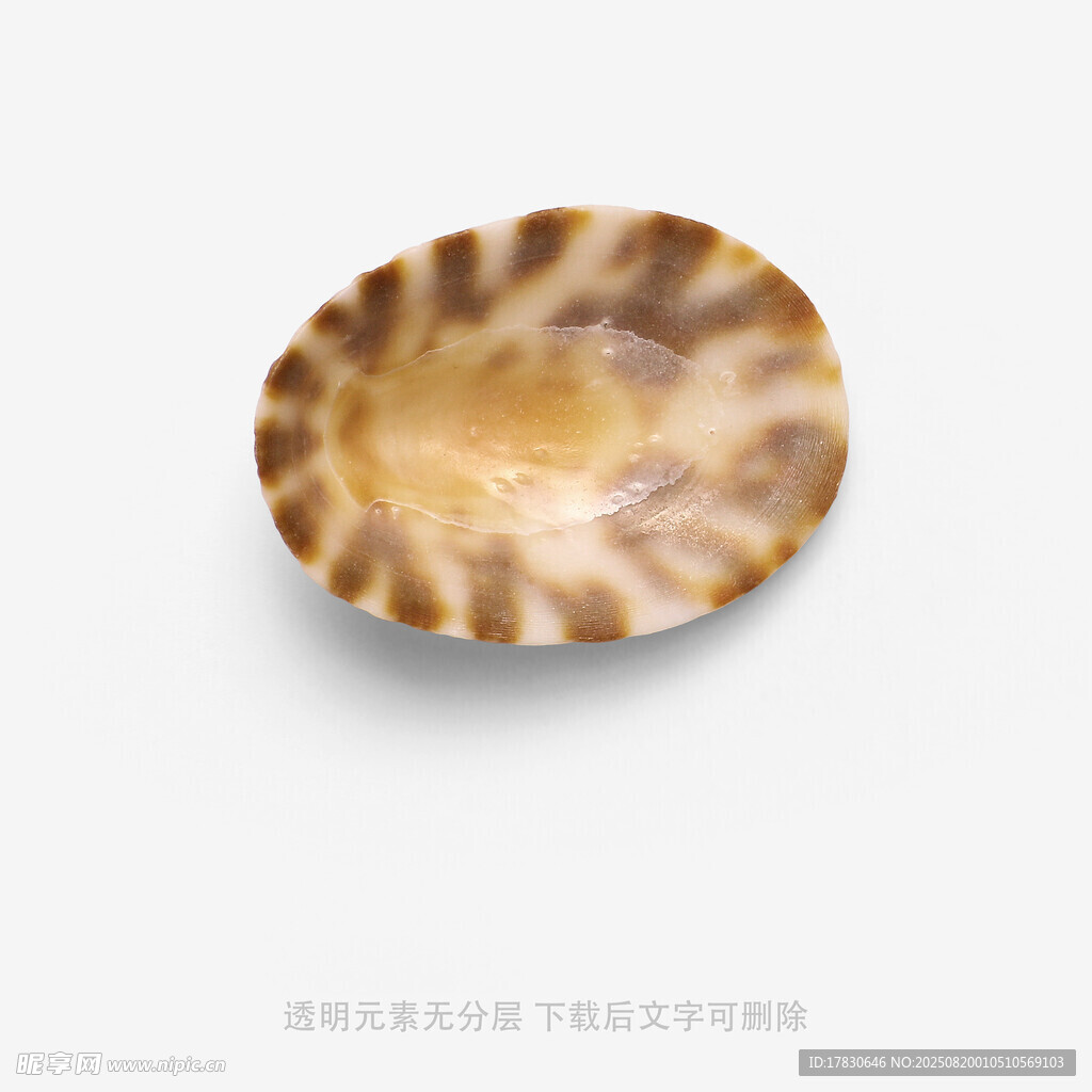 精美花纹贝壳饰品