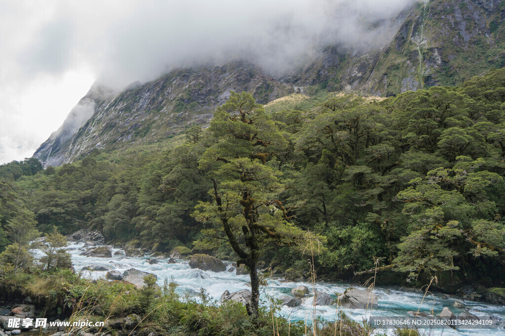 山间溪流伴云雾森林